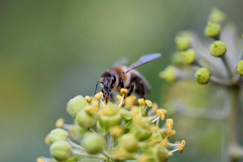 bee proboscis