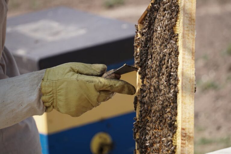 cut out bee removal techniques