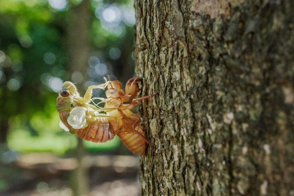 bee reproduction