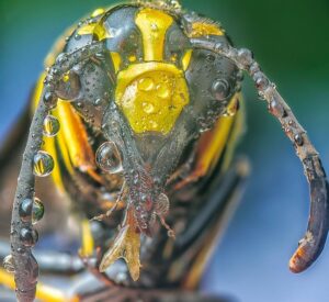 bee sting first aid