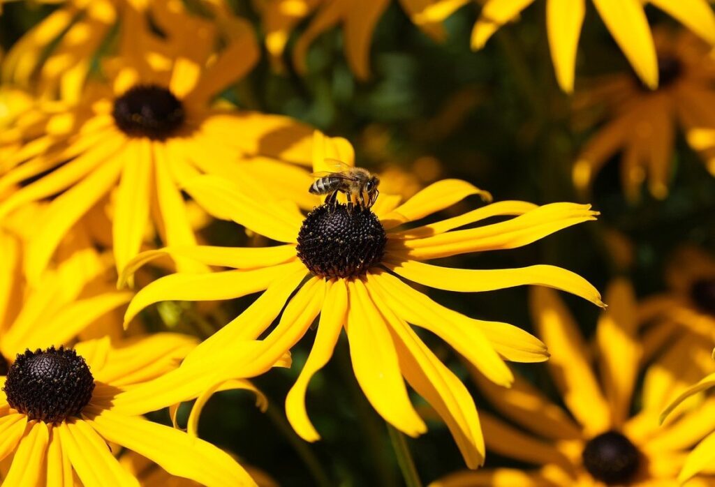 how long does bee venom stay in your system