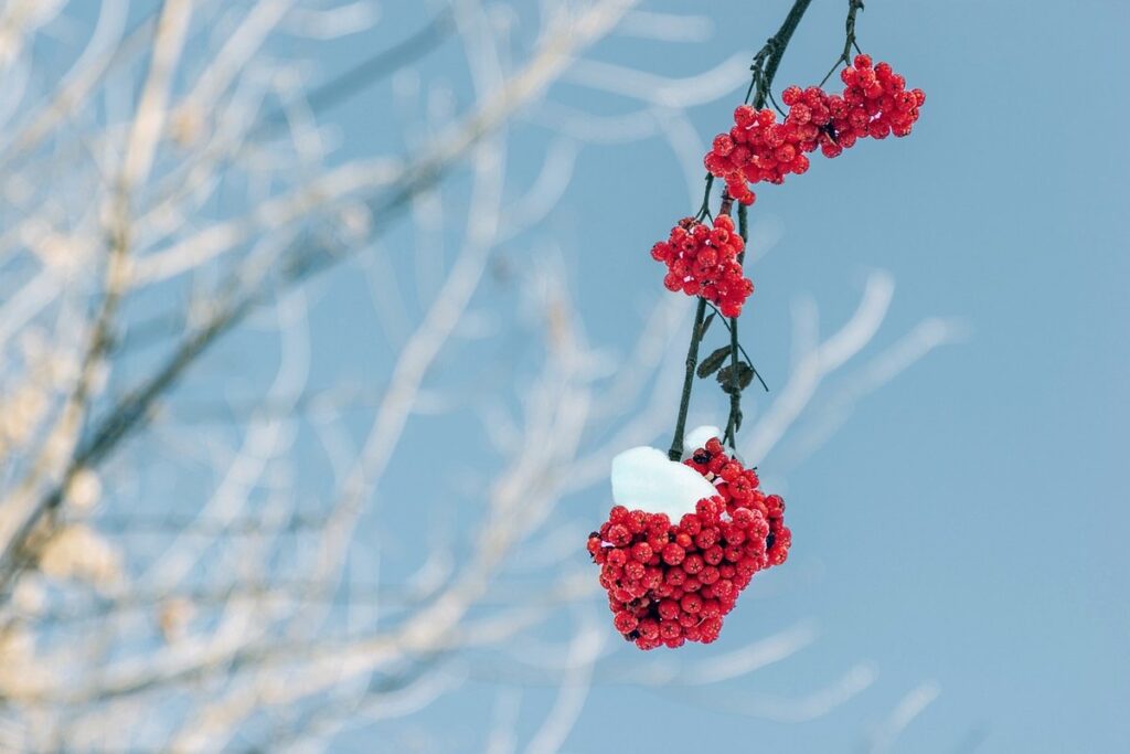 bee clustering in winter