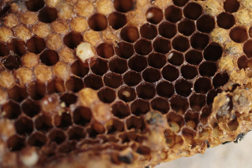 upper entrance winter beekeeping