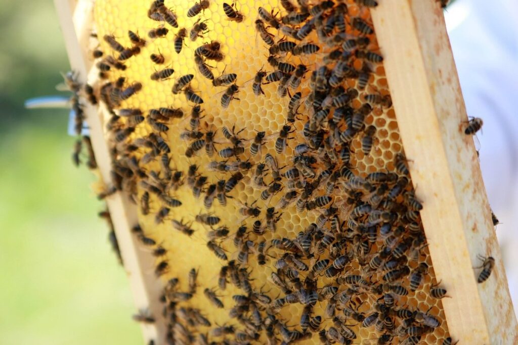 beekeeping production