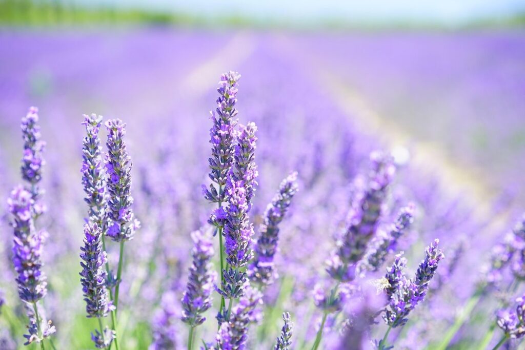 do bees like lavender plants