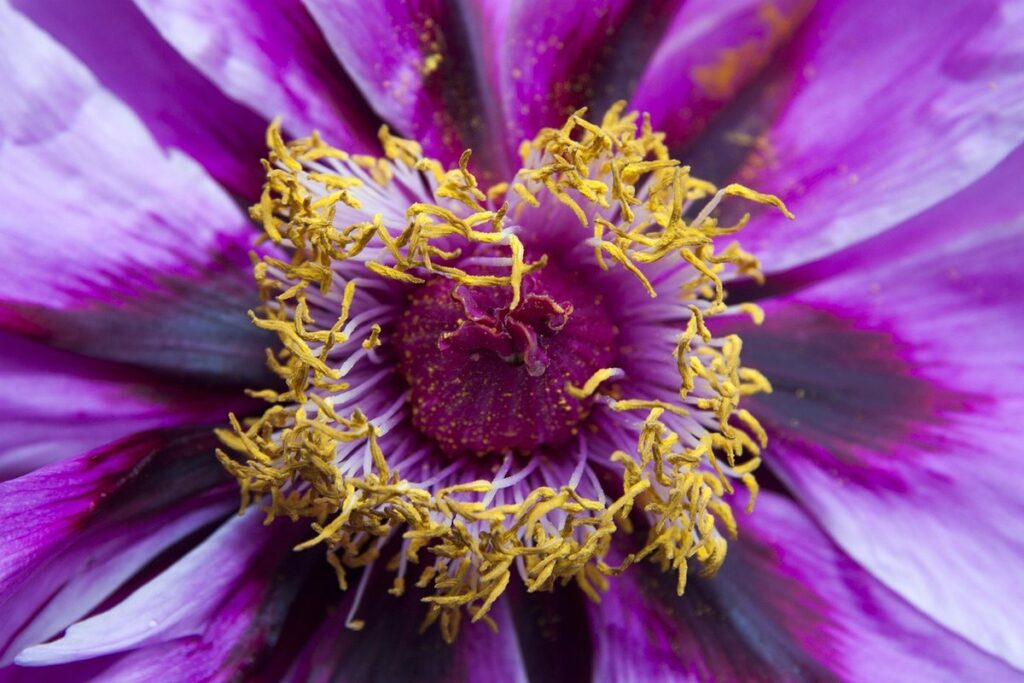 bees and nectaries