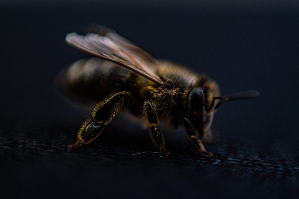 do bees have compound eyes