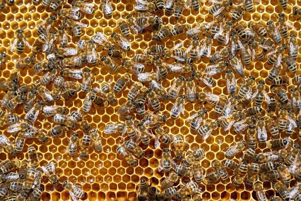 spotting eggs vs larvae in comb
