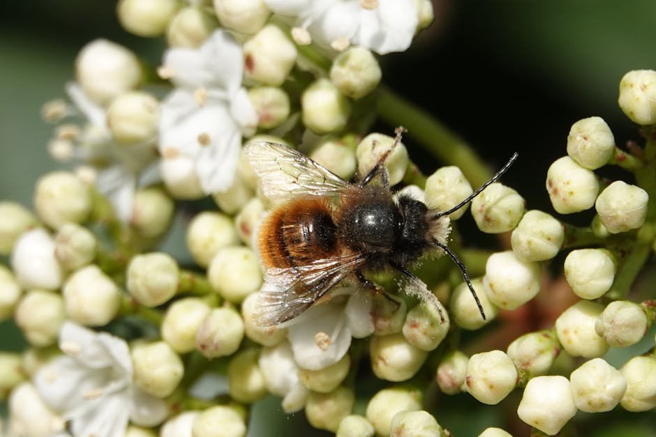 Bees in masonry (or) Mason bees