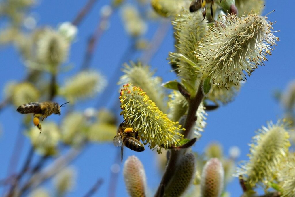 what do bees do for the environment
