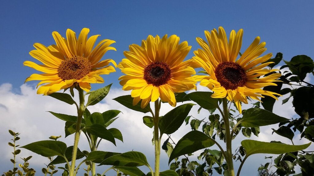 Bees stinging each other