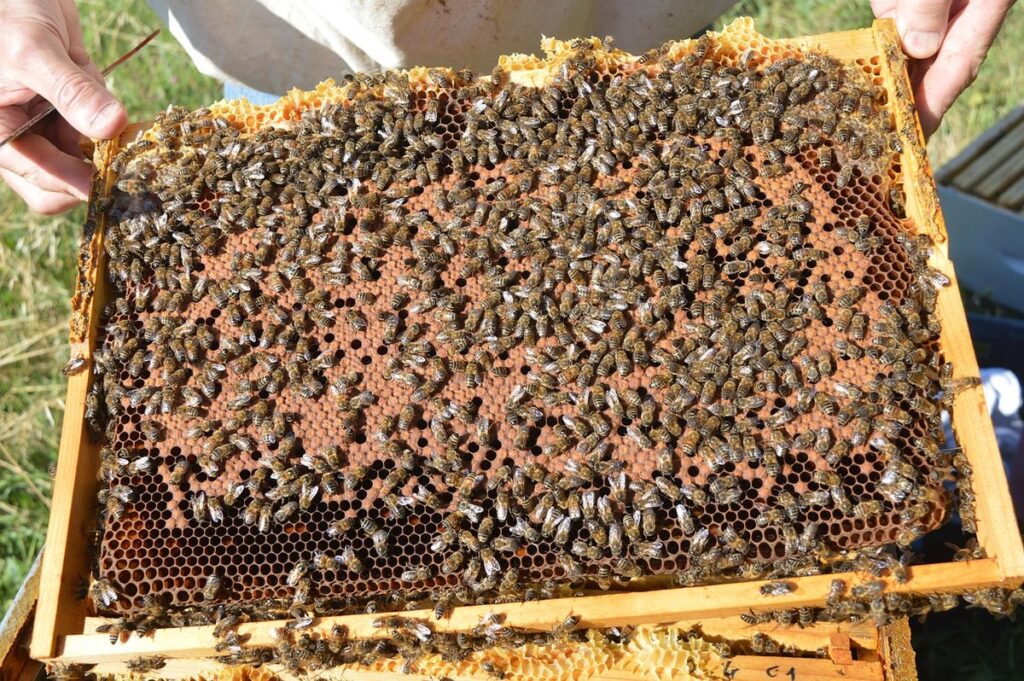 brood frame management