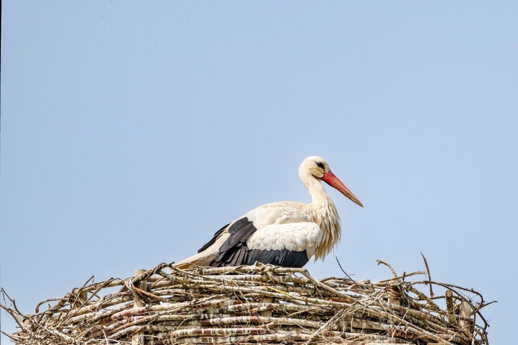 brood nest