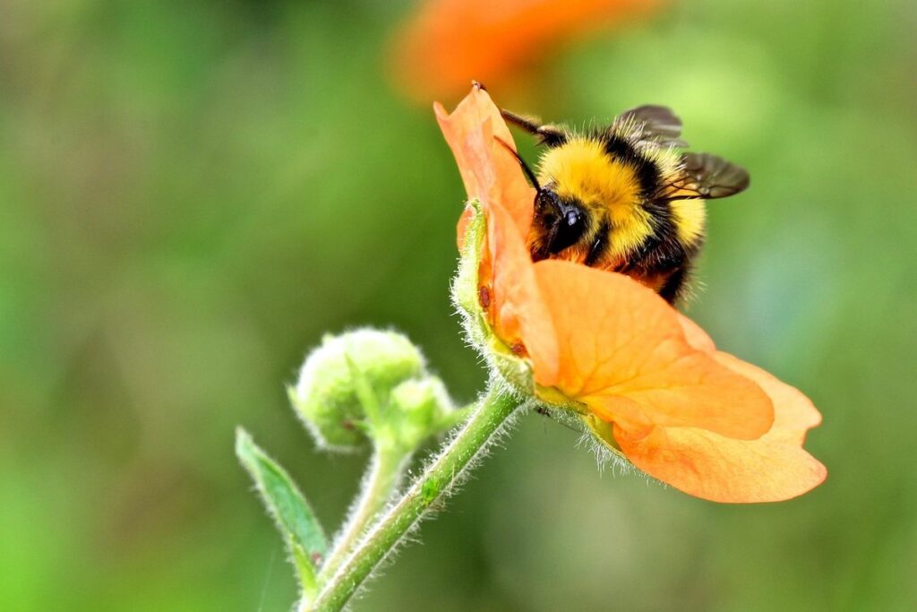 bumble bee asleep in flower