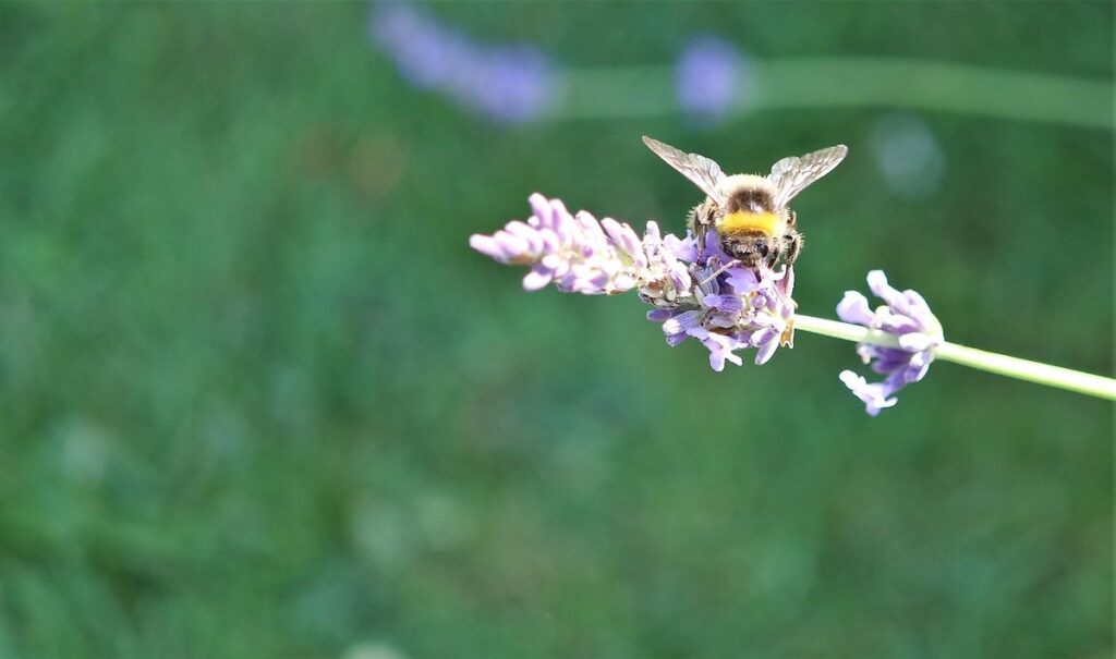 do bumble bees sting