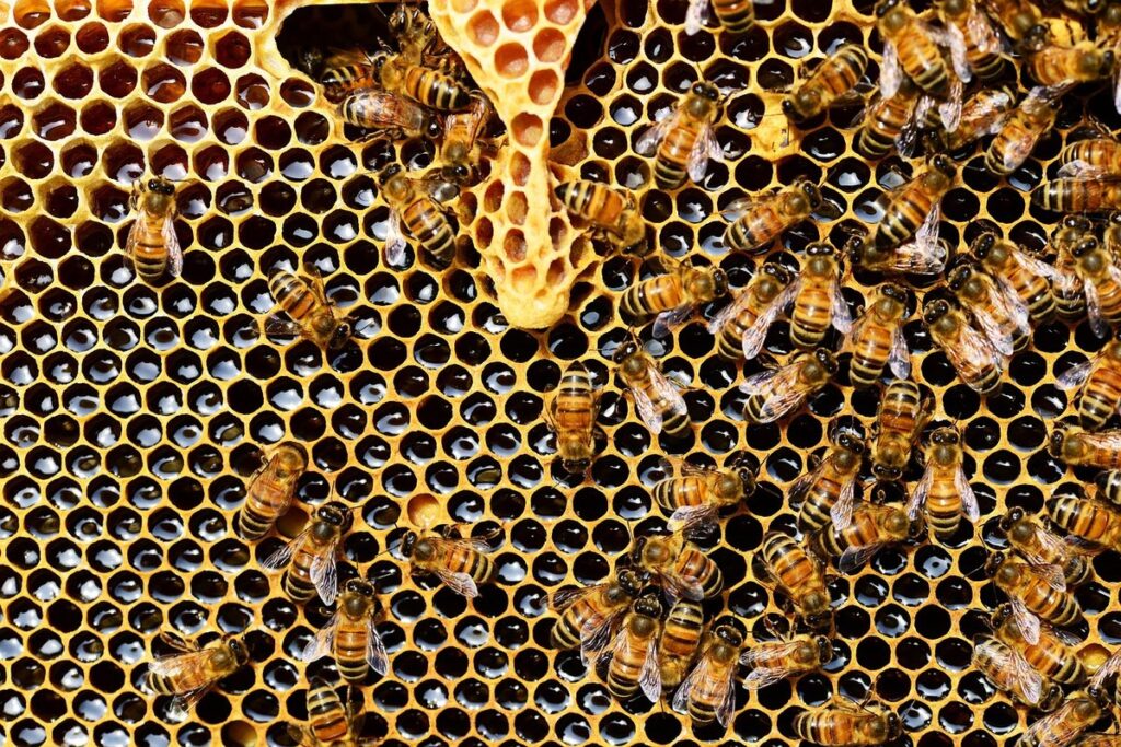 what is wax cappings