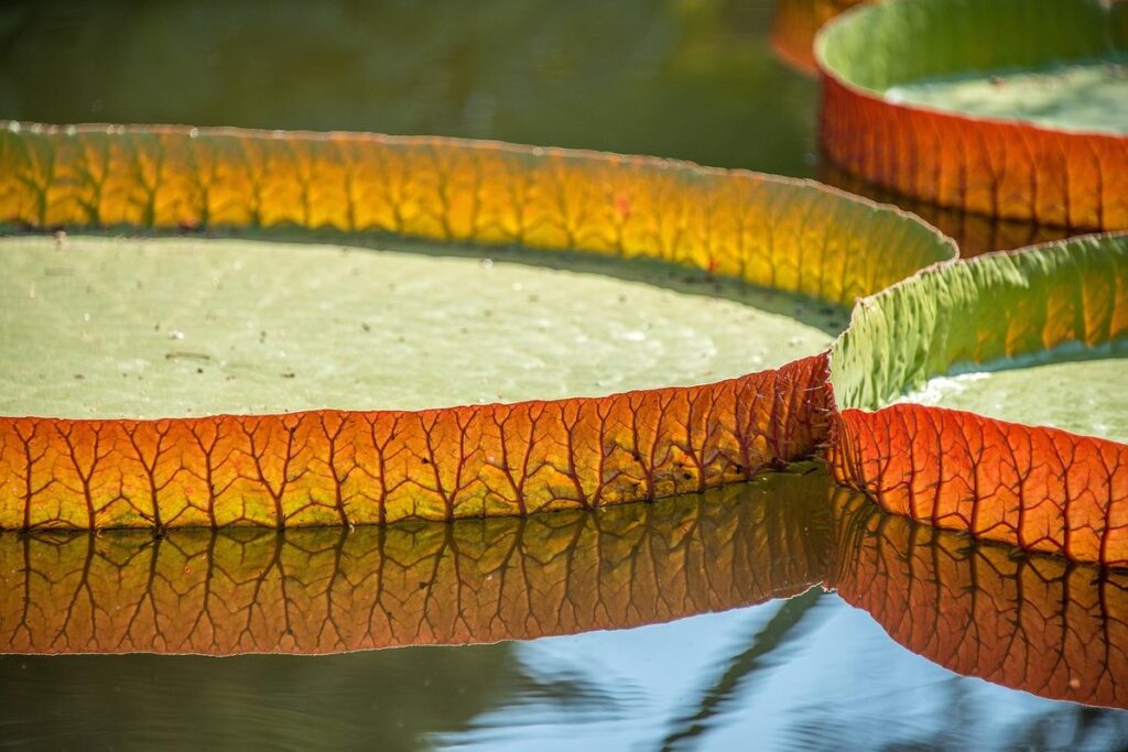 formic acid pads use