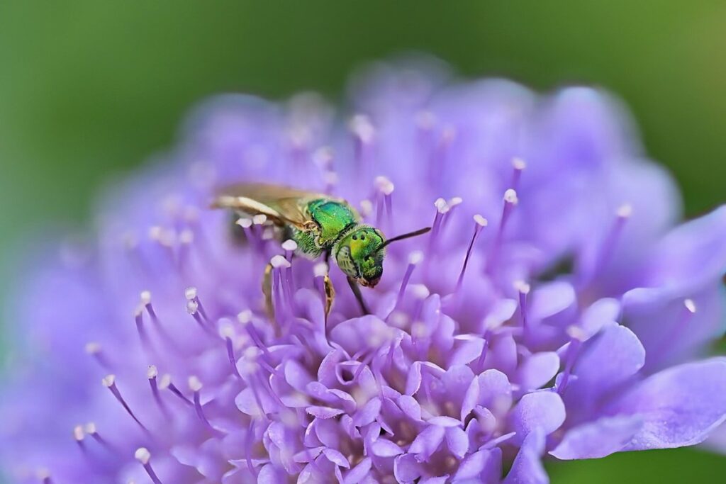 green sweat bee