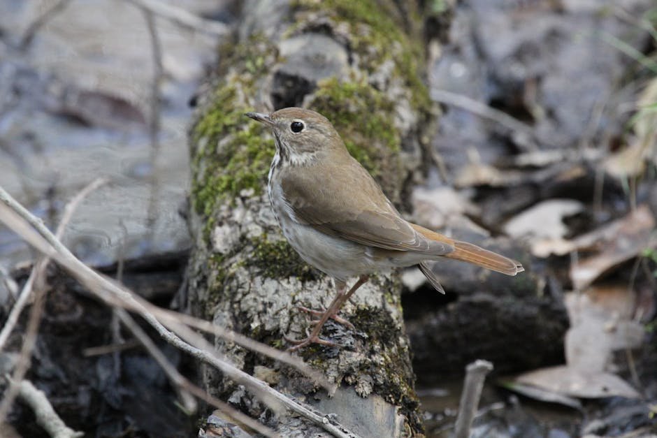 Ground nesting bees UK -> Bees nesting ground