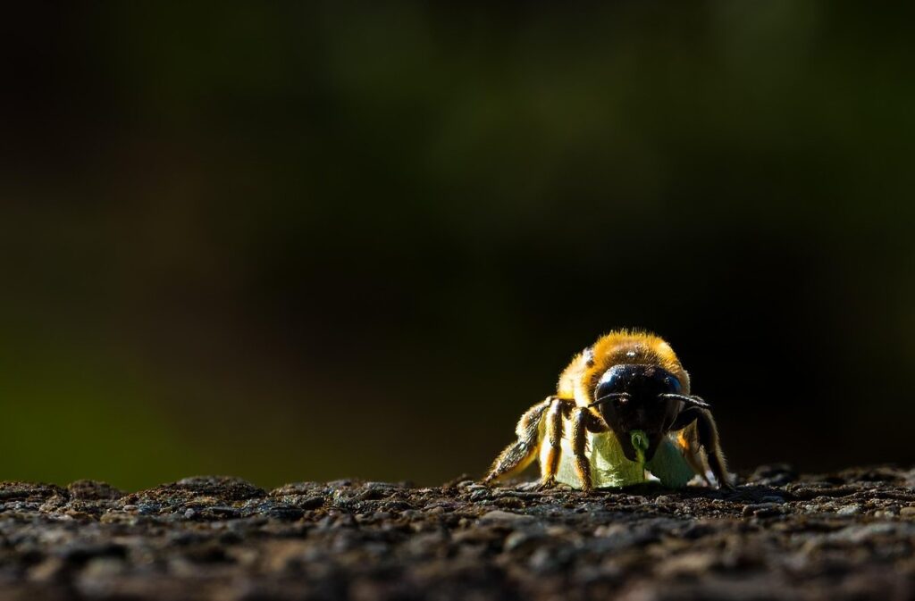 leafcutter bee