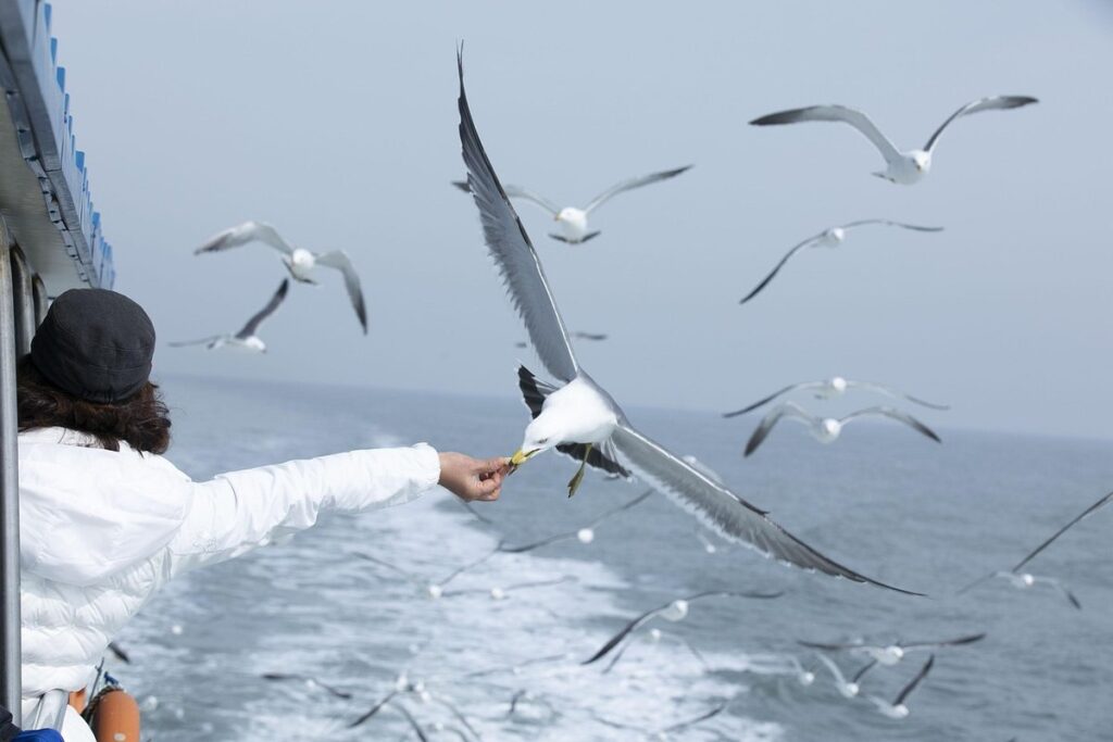 open feeding risks