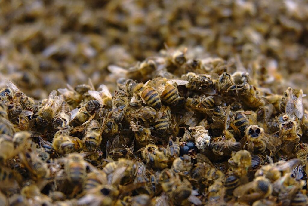 impacts of pesticides on honey bees