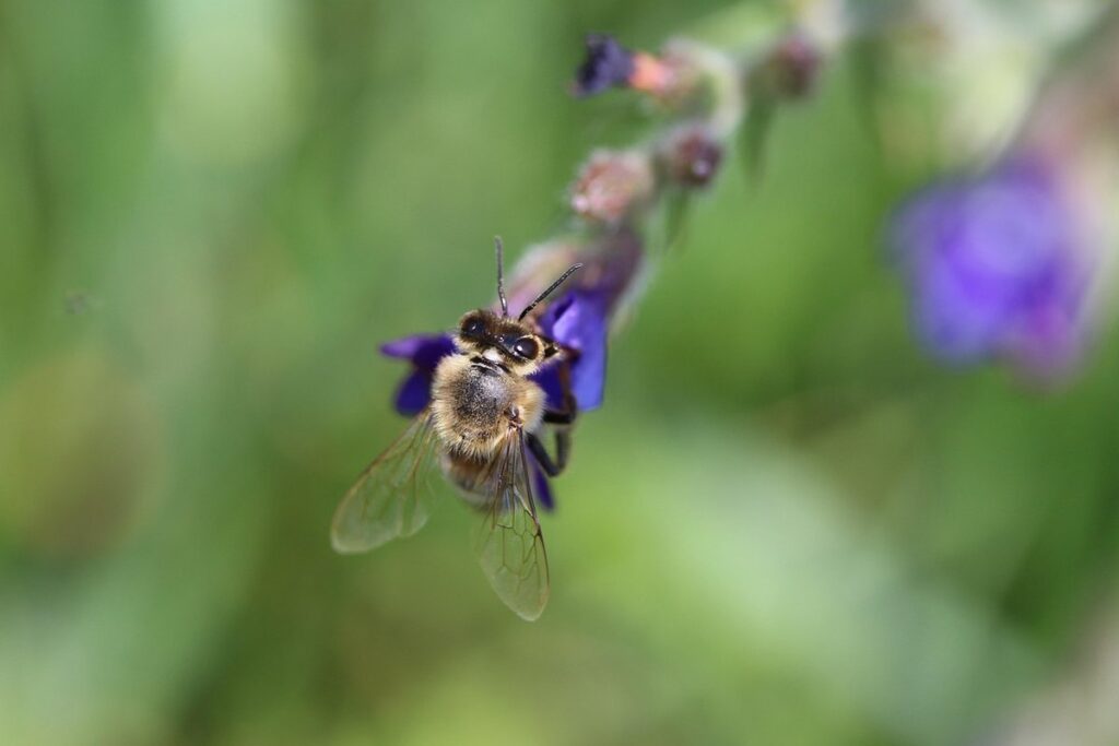 pollen collection basics