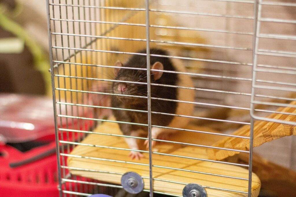 push-in cage method