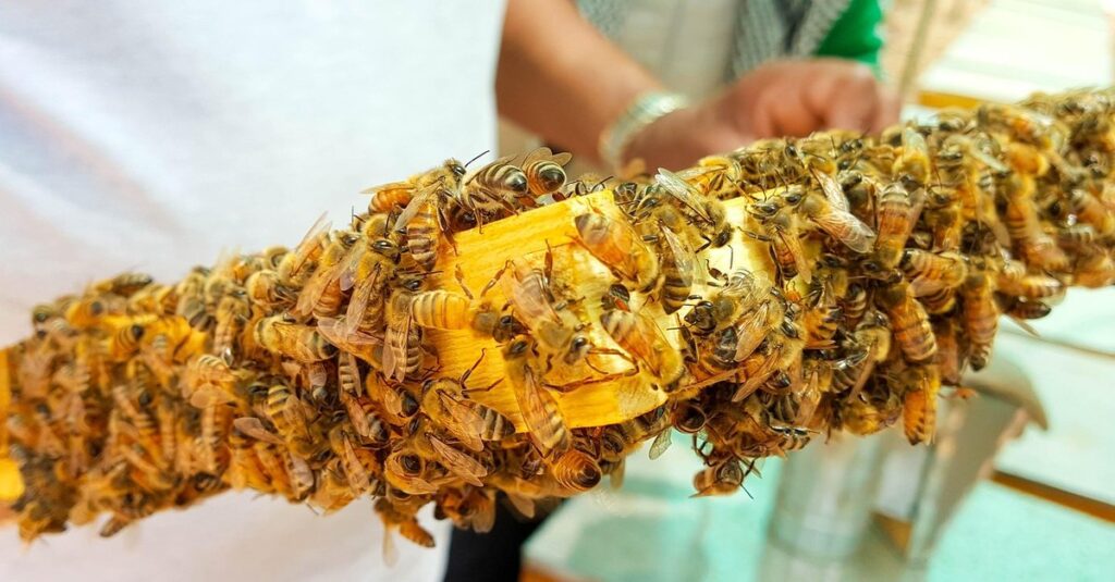 queen honeybees