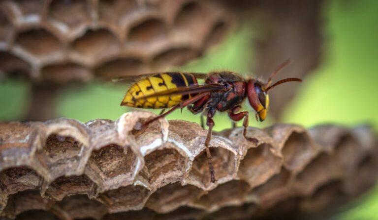 small hive beetle traps