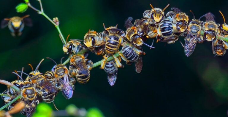 sweat bees vs hoverflies