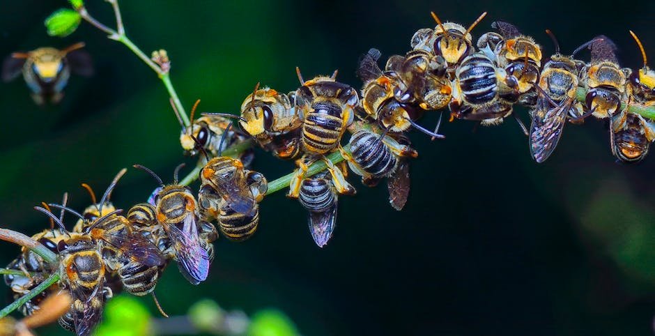 Sweat bees vs hoverflies -> Sweat bees