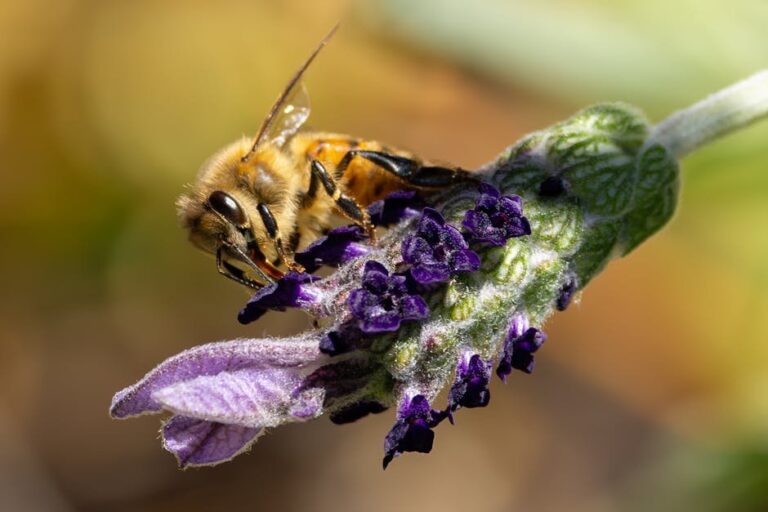 tracheal mites in bees