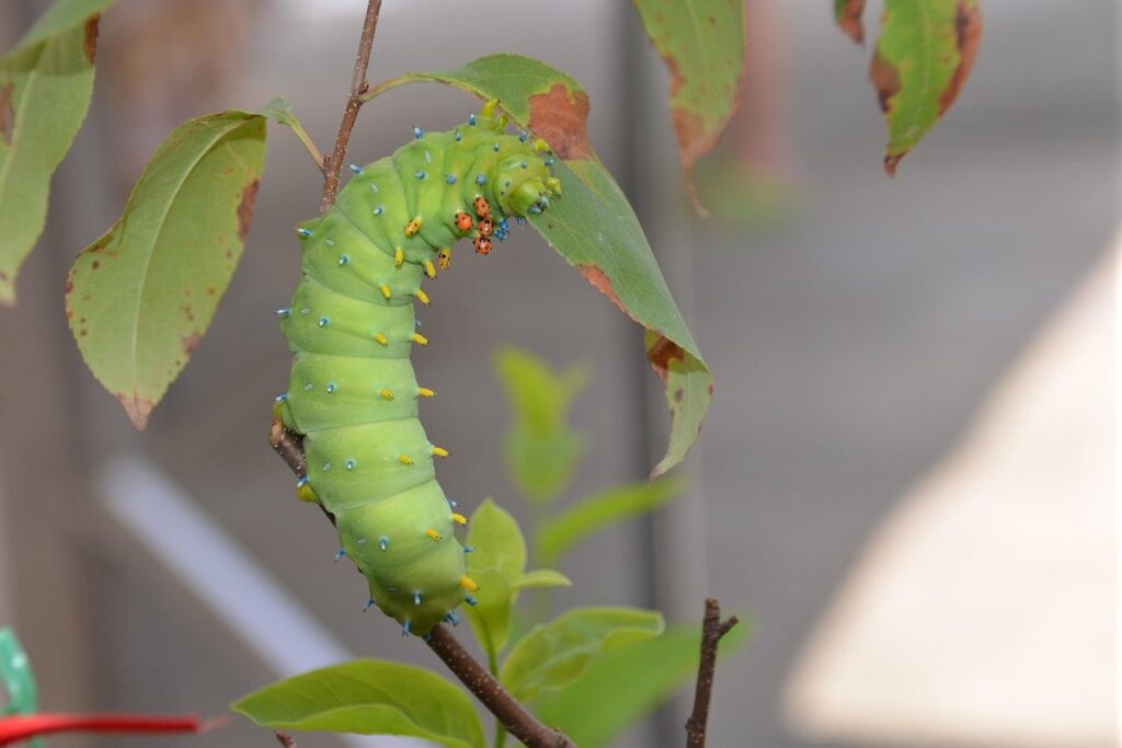 wax moth larvae