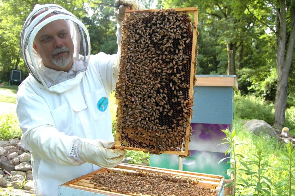 how many frames in a bee box