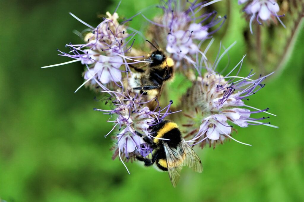 genetic diversity in bees
