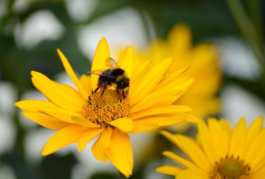 bee friendly shrubs uk