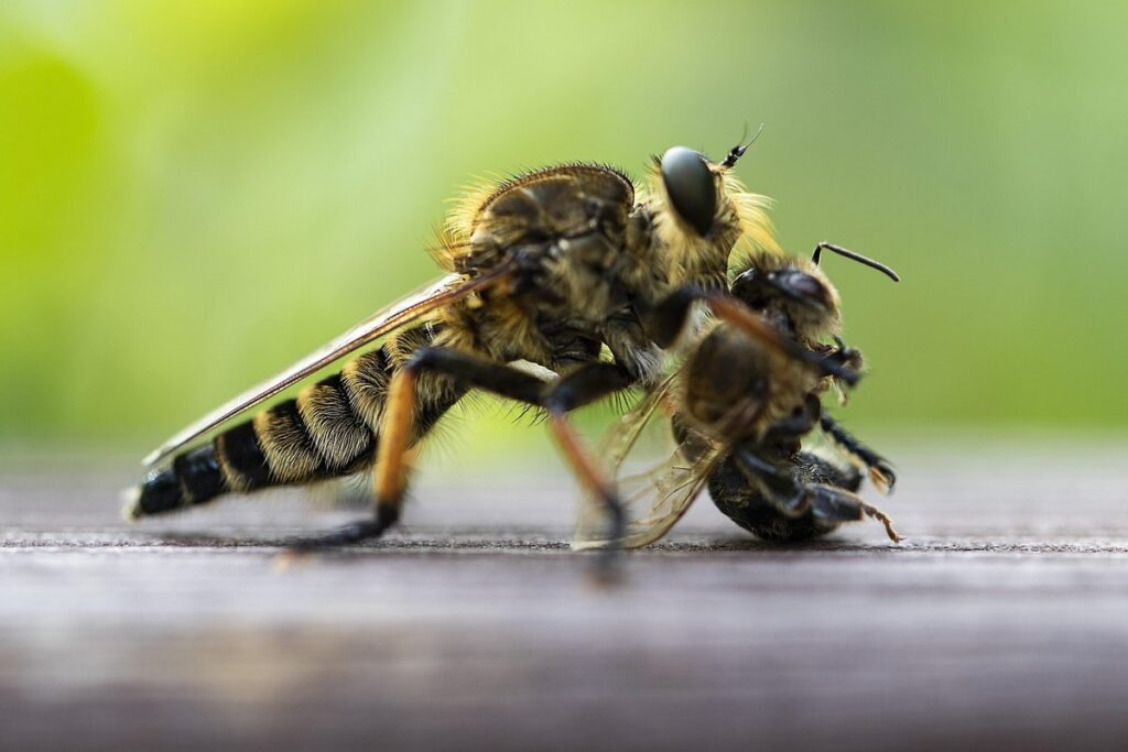 bumble bee or honey bee