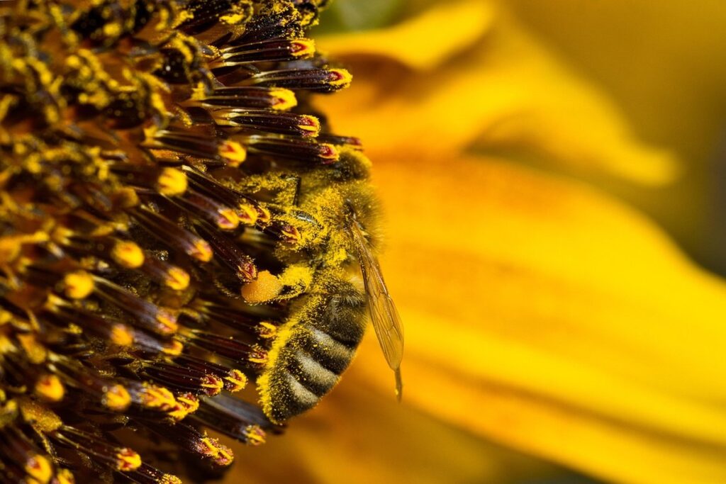 queen bee life cycle stages