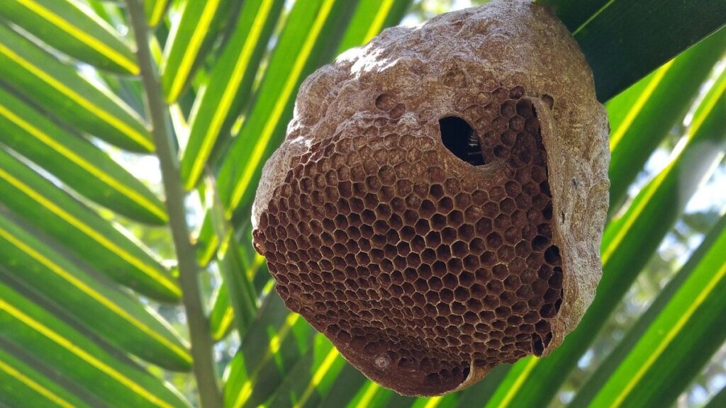 bumble bee nest in wall
