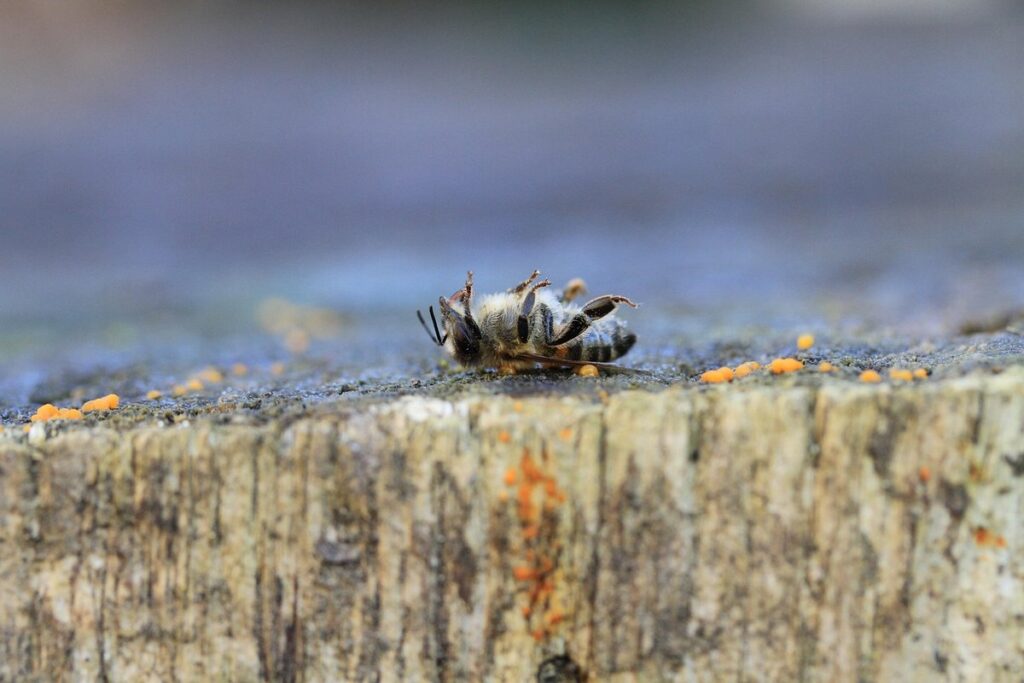 bee safe pesticide timing
