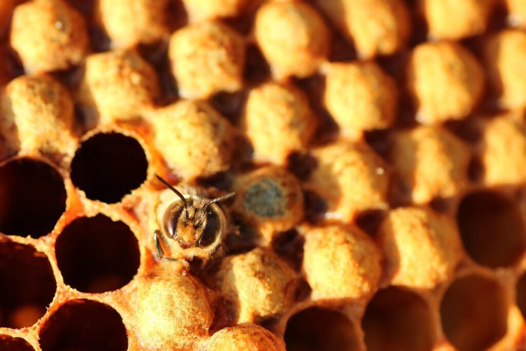 different types of bees