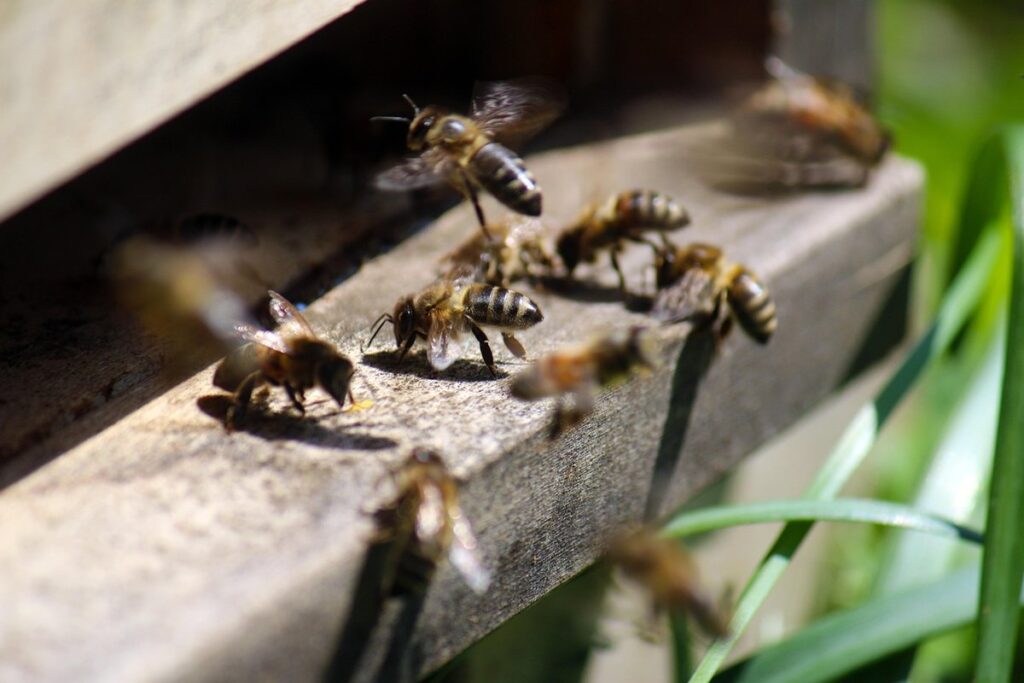 screened bottom board beehive