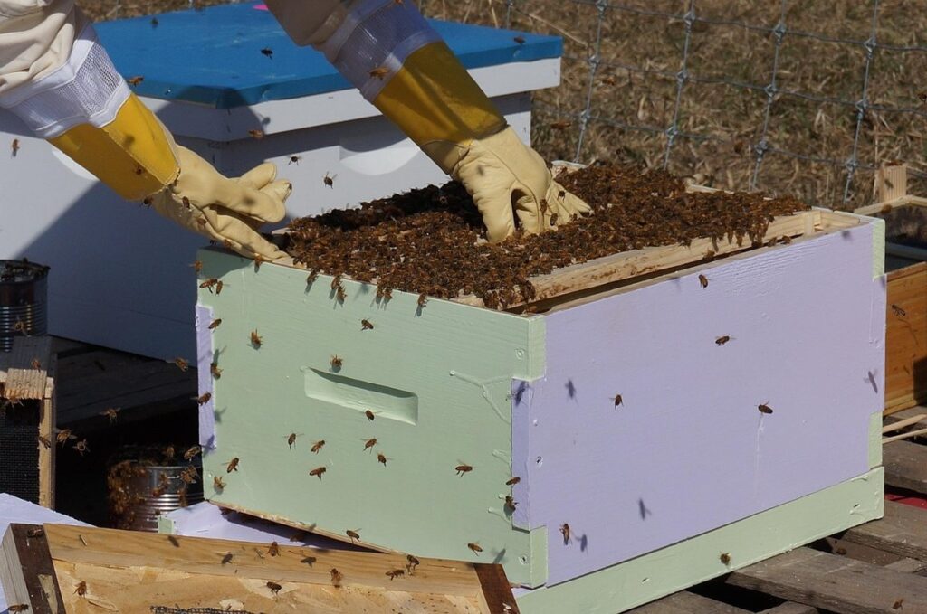 beekeeper box
