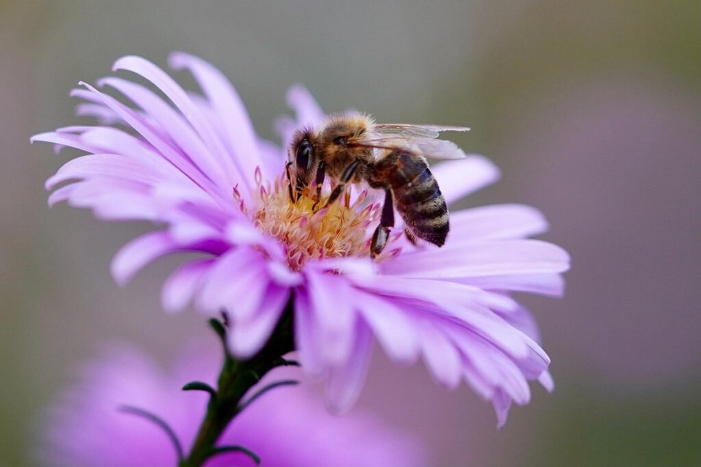 top plants for bees
