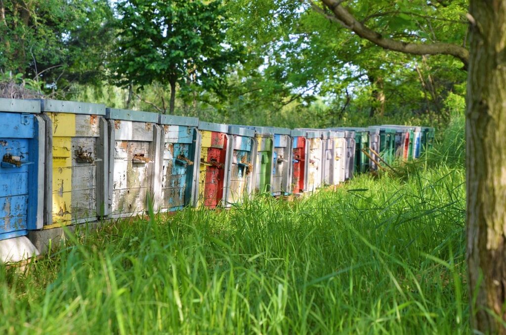 pheromone communication in bees