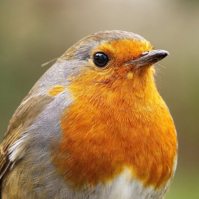 do bees hibernate in winter uk