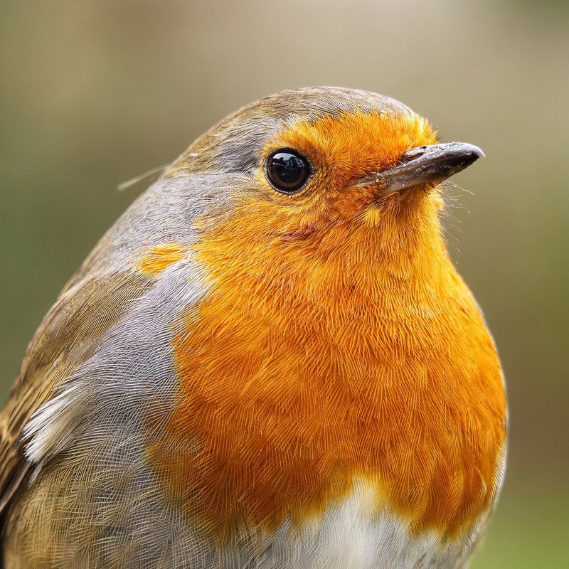 Bees hibernate UK winter