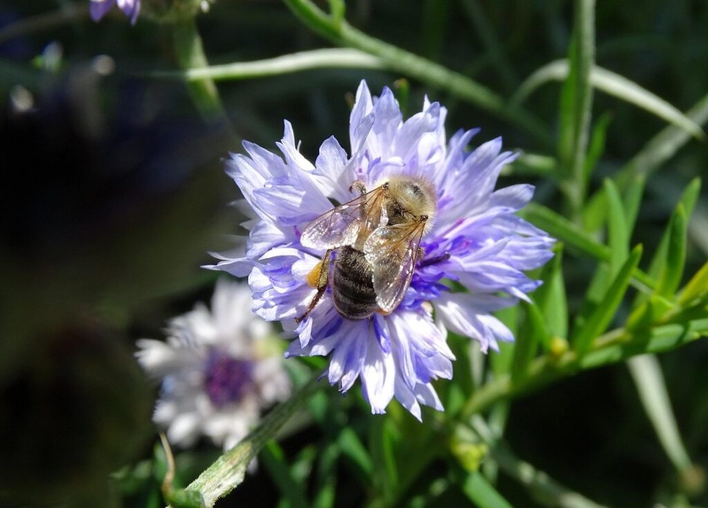 bearding bees in summer