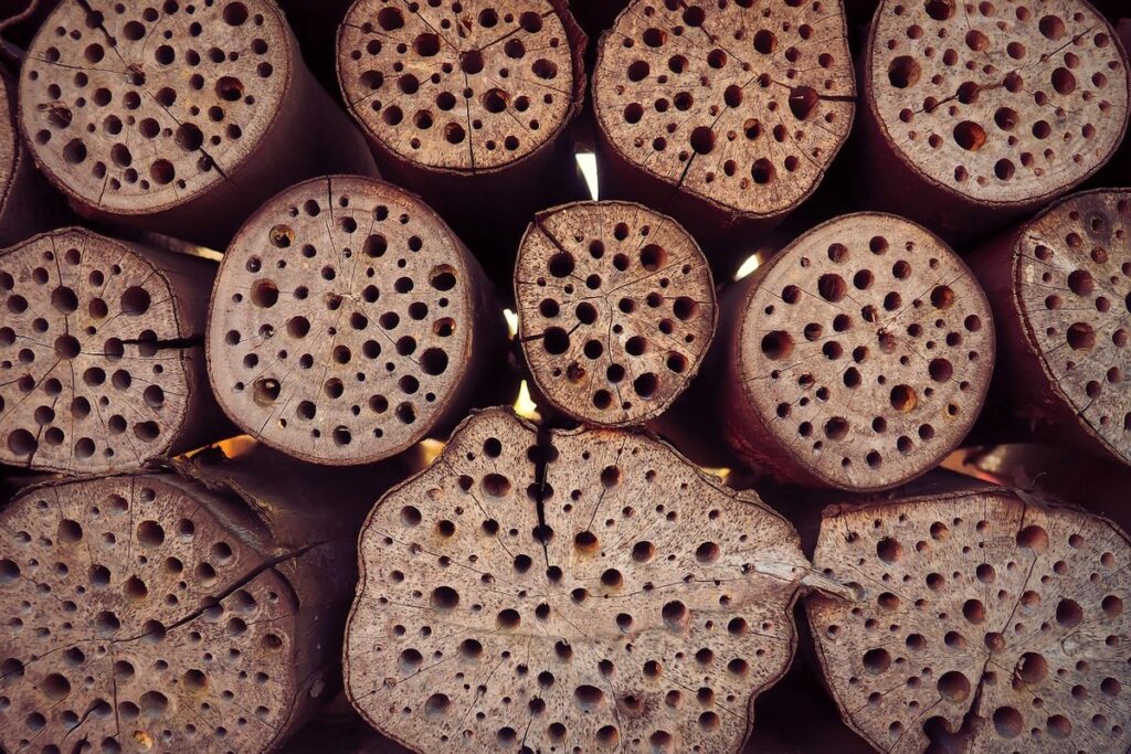 where do bees go in the winter time